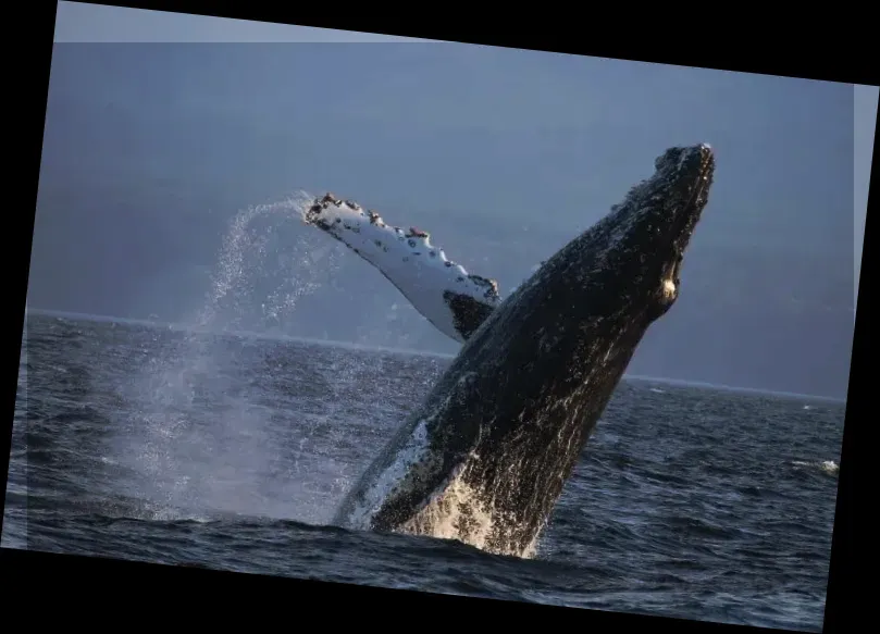 Prince of Whales Whale Marine Wildlife Adventures