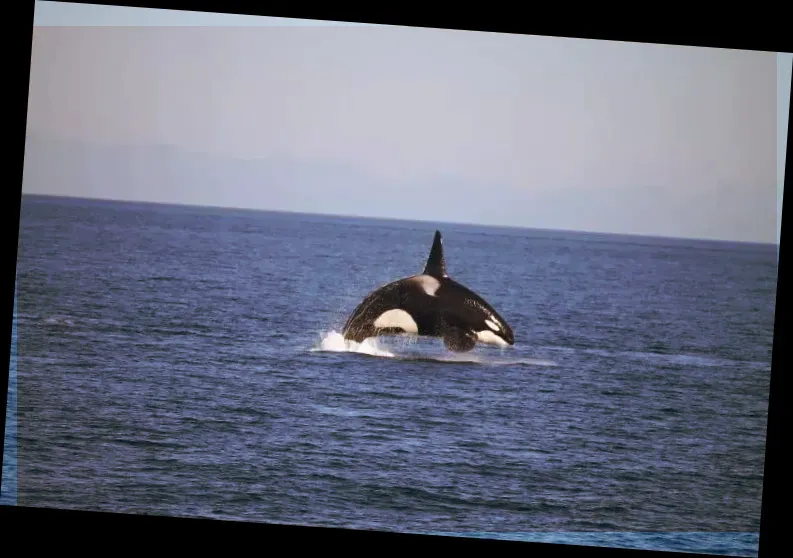 Prince of Whales Whale Marine Wildlife Adventures