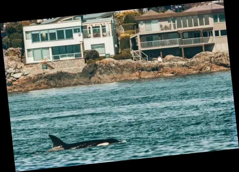 Prince of Whales Whale Marine Wildlife Adventures