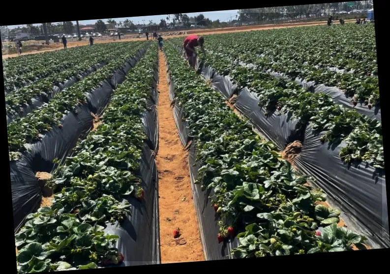 Carlsbad Strawberry Company